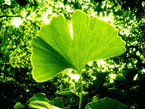 improve blood flow to brain arteries naturally with maidenhair tree
