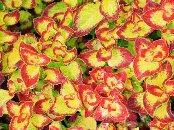 Makandi - Native Remedies promote healthy thyroid functioning naturally with herbal remedy makandi