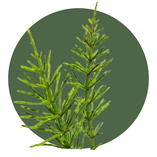 Horsetail Plant