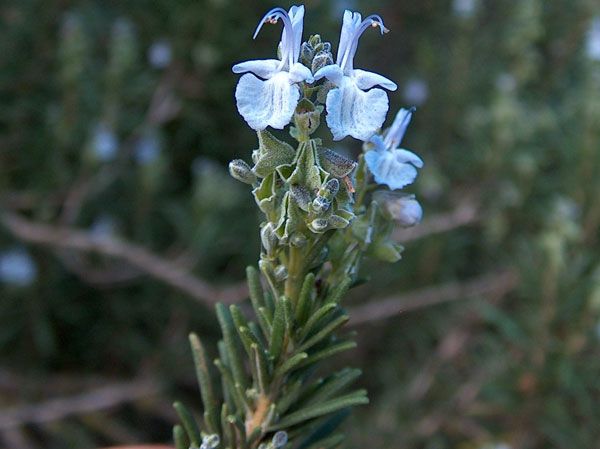 natural herbal remedy rosemary enhances memory related functions