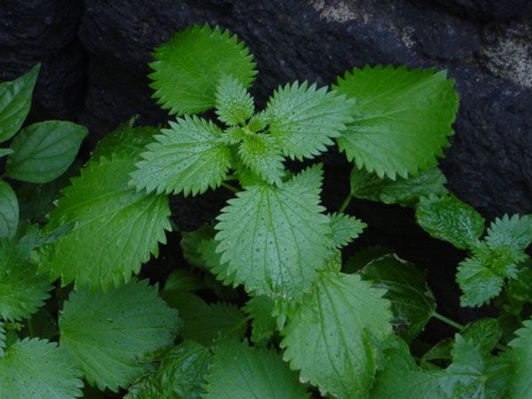support circulatory health & treat water retention naturally with nettle