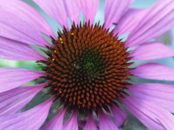 Echinacea