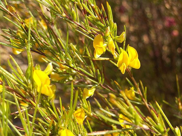 naturally decrease nervous tension and help fight allergies with rooibos