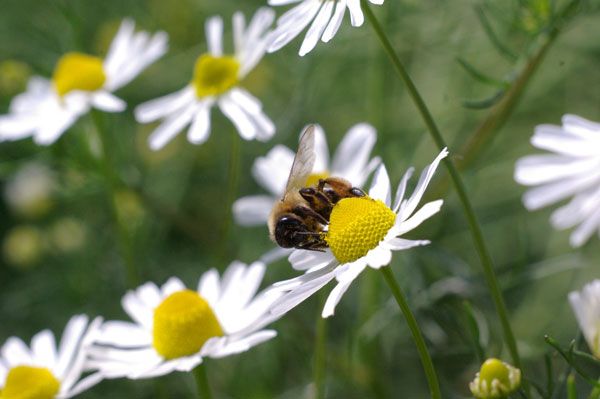 German Chamomile