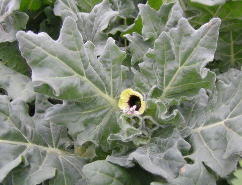 Hyoscyamus - Native Remedies naturally reduce disruptive and inappropriate behavior with hyoscyamus
