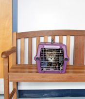 Picture of Cat on Bench