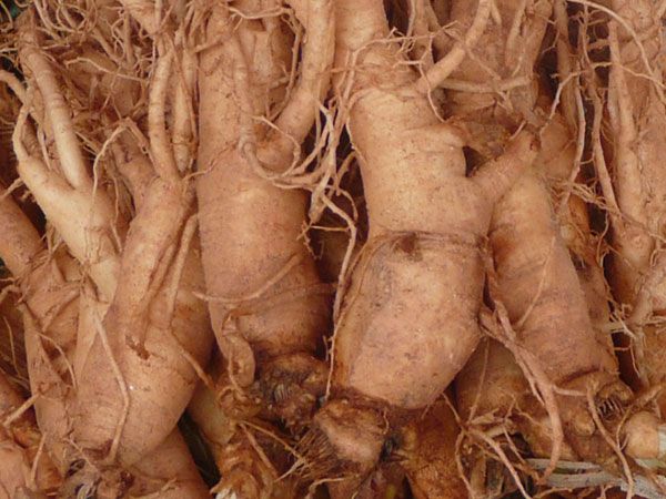 herbal remedy korean ginseng naturally improves memory and calmness