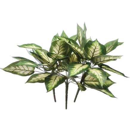 Hosta Bushes, Set of 3 by OakRidge™-362046