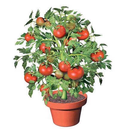 Flower Pot Tomatoes, Set of 3-370156