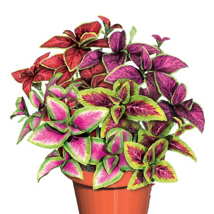 View product details for Rainbow Plants, Set of 3