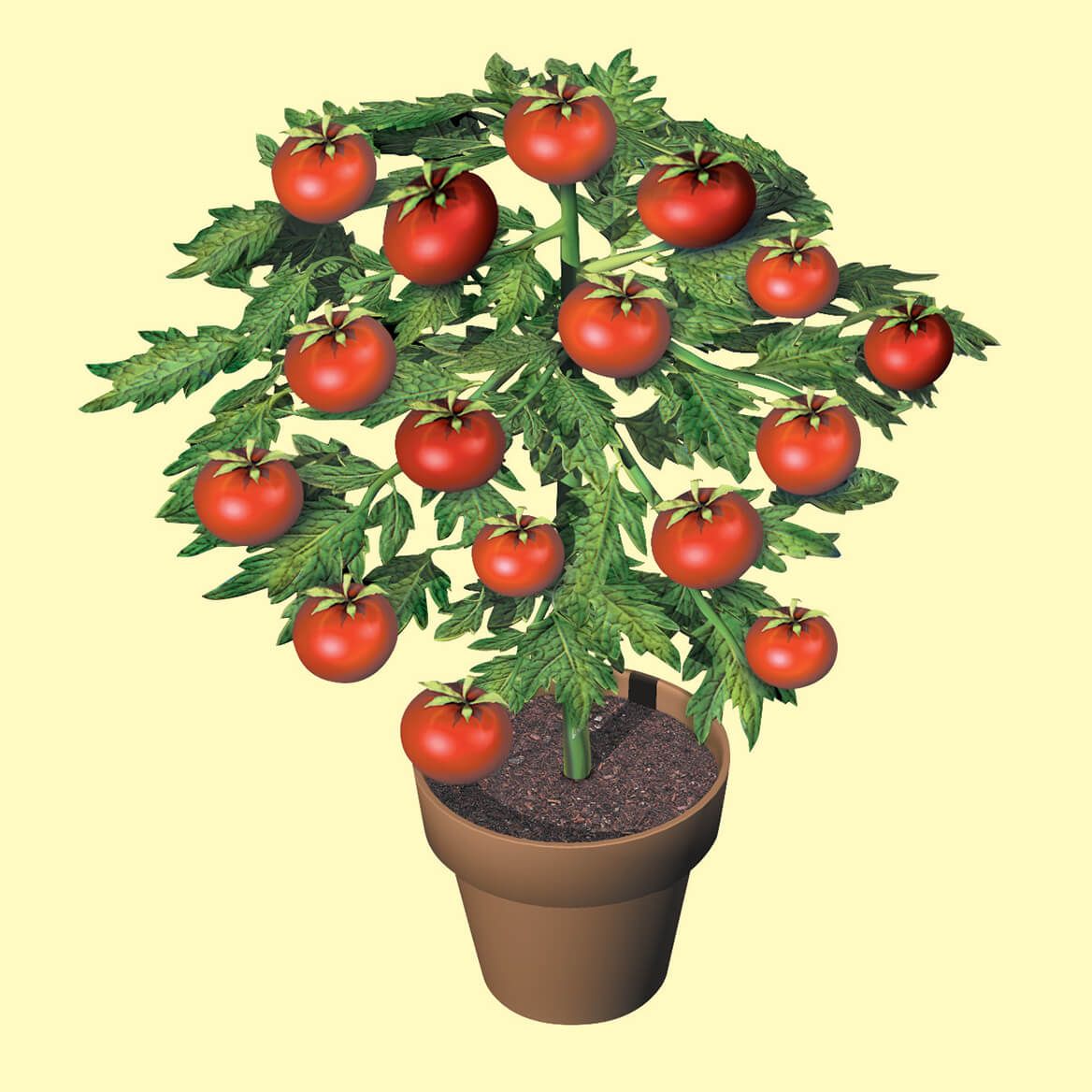 Flower Pot Tomatoes, Set of 3 + '-' + 370156