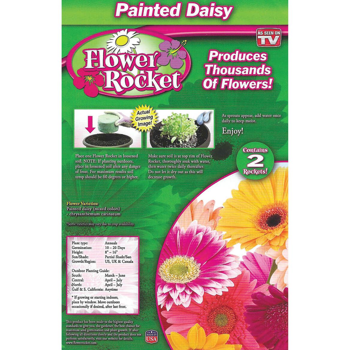 Painted Daisy Rocket + '-' + 374957
