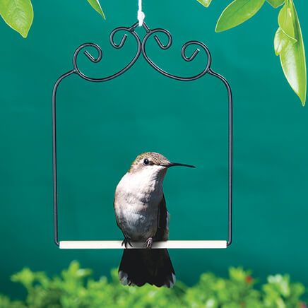 Hummingbird Swing-375262