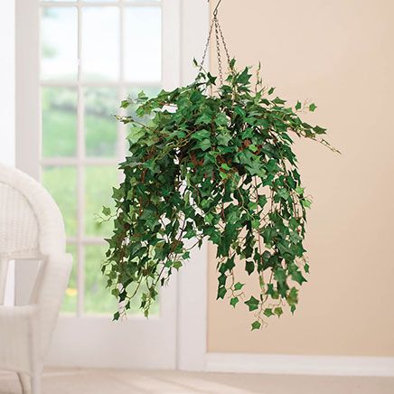 Fully Assembled Ivy Hanging Basket by OakRidge™-378766