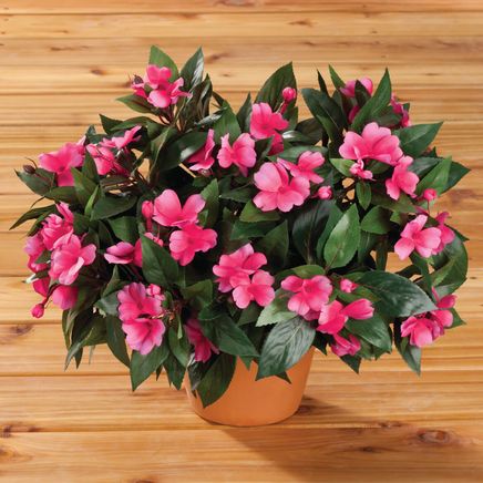 Impatiens Bush by OakRidge™-341104
