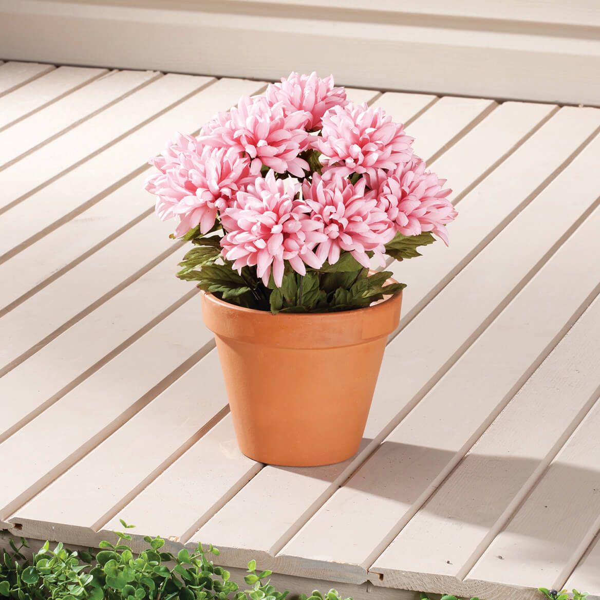 Mum Bush by OakRidge™-345780