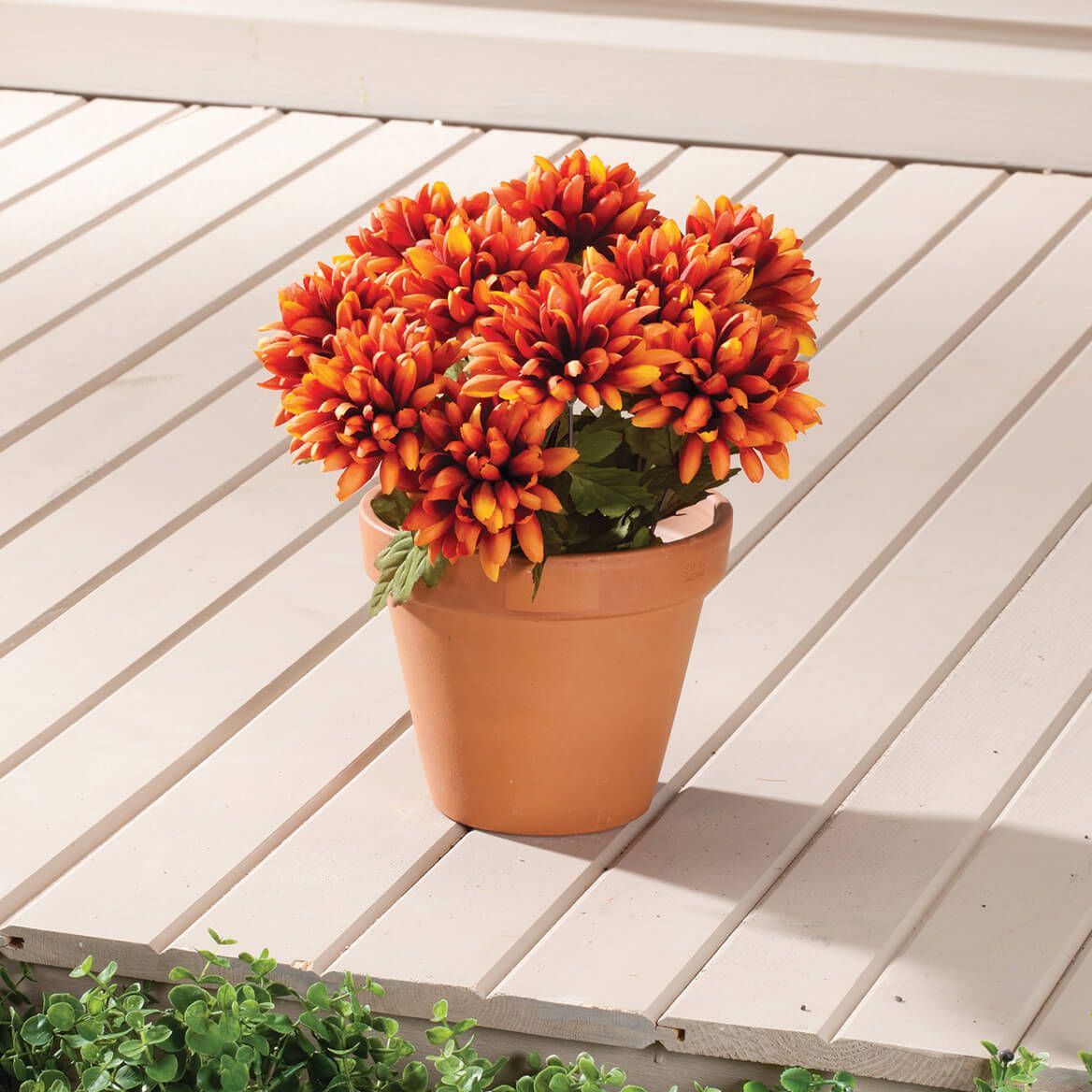 Mum Bush by OakRidge™-345780
