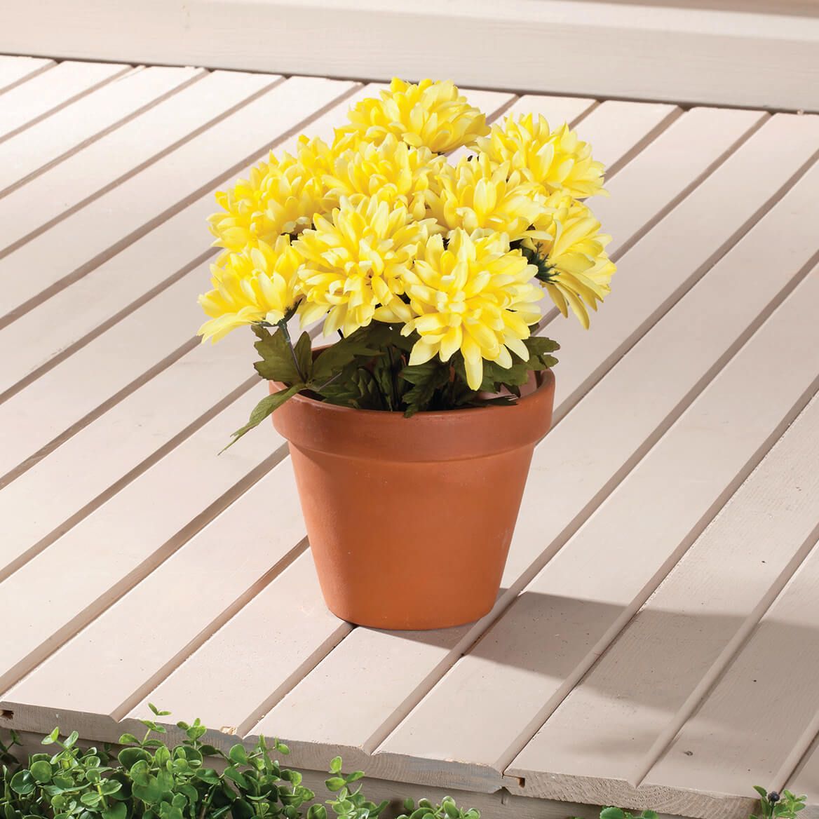 Mum Bush by OakRidge™-345780