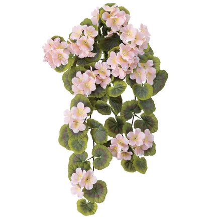 Geranium Hanging Stem by OakRidge™-355281
