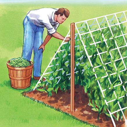 Trellis Netting-306265