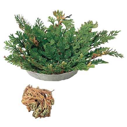 Resurrection Plant™-320978