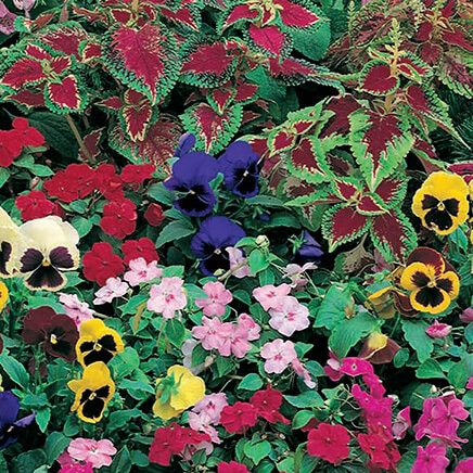 Shady Garden Roll Out Seed Mat-348135