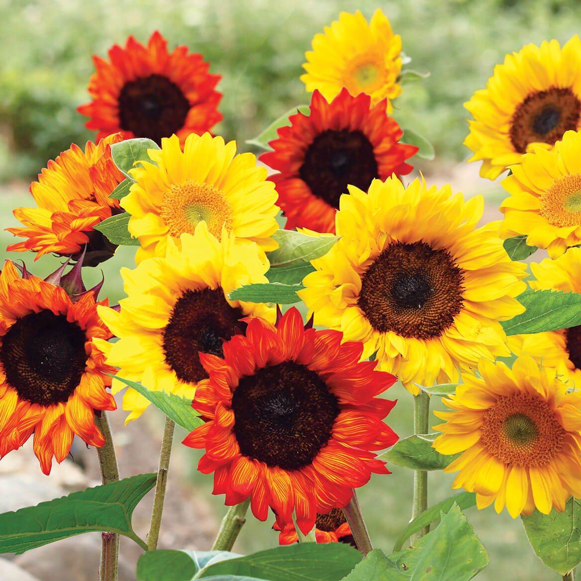 Sunflower Garden Mat + '-' + 367362