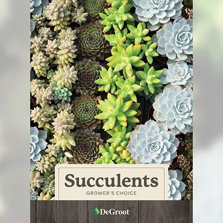Grower's Choice Succulents, Set of 5-376450