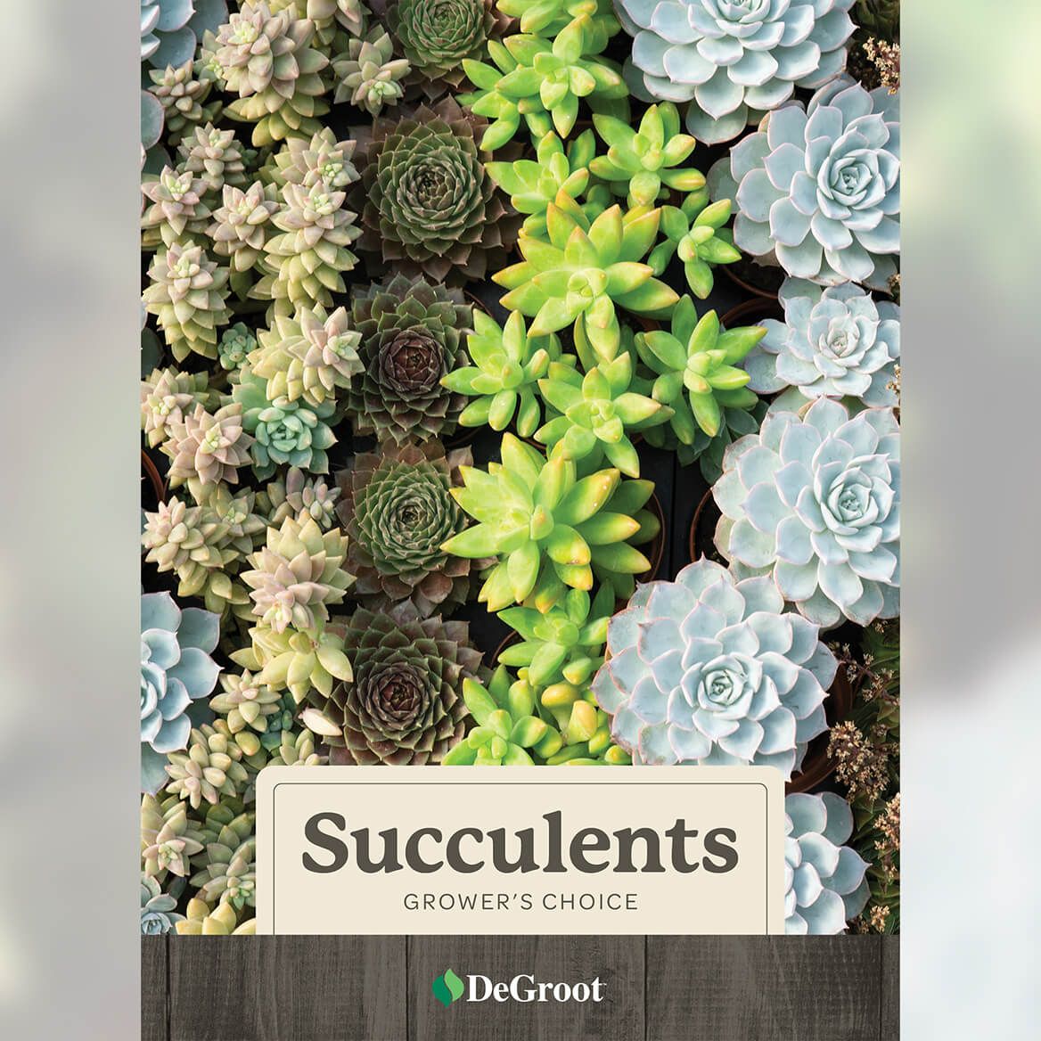 Grower's Choice Succulents, Set of 5 + '-' + 376450